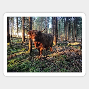 Scottish Highland Cattle Cow 2238 Sticker